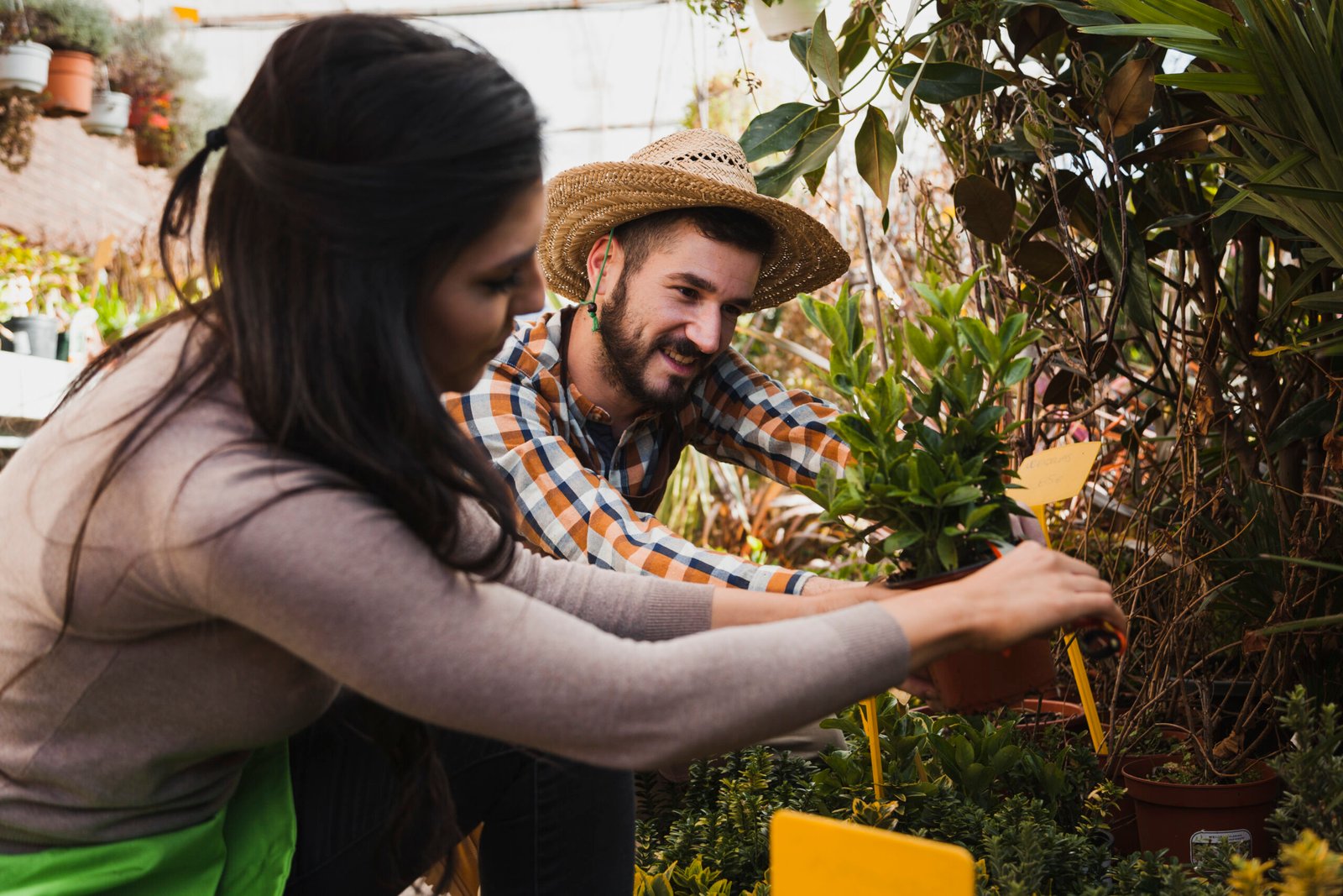 10 Plantas Fáceis de Cuidar para Deixar sua Casa mais Bonita